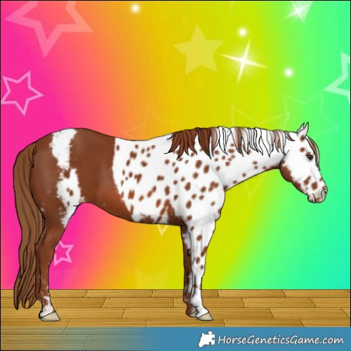 Horse Color:Chestnut Skewed Appaloosa 