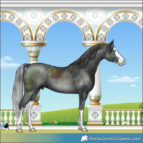 Horse Color:White Spotted Black Merle Splash