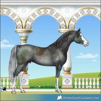 Horse Color:White Spotted Black Merle Splash