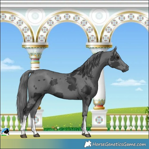 Horse Color:White Spotted Black Mushroom Merle Rabicano 