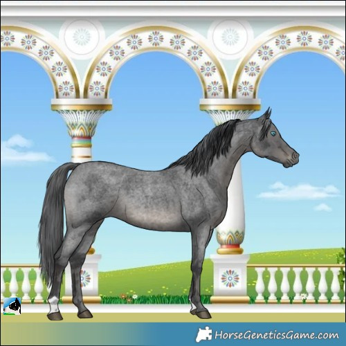 Horse Color:Blue Roan Mushroom Merle