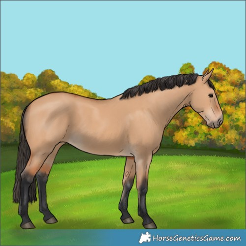 Horse Color:Bay Dun 