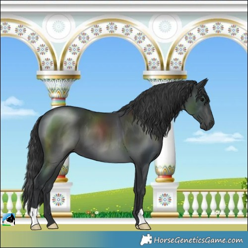 Horse Color:Black 