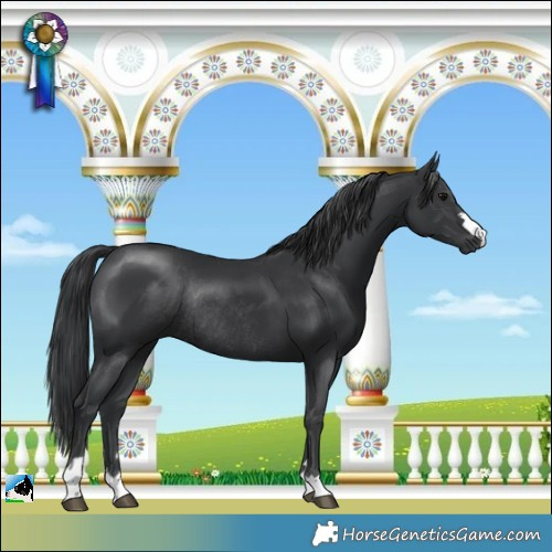 Horse Color:Black Mushroom Rabicano 