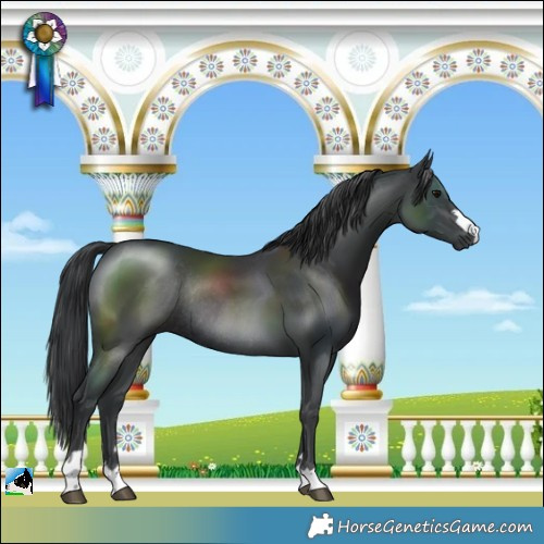 Horse Color:Black Mushroom Rabicano 