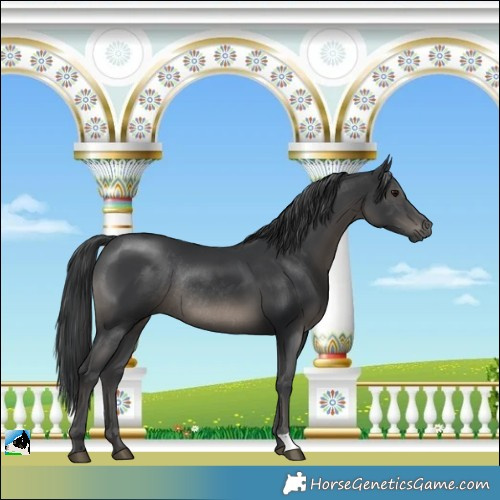 Horse Color:Black Mushroom Rabicano 