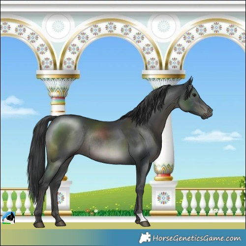 Horse Color:Black Mushroom Rabicano 