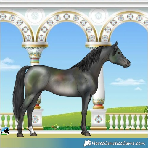 Horse Color:Black Rabicano 