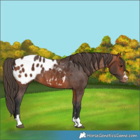 Horse Color:Bay Blanket 