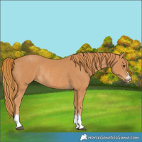 Horse Color:Unknown 