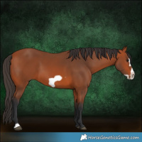 Horse Color:Bay Frame 