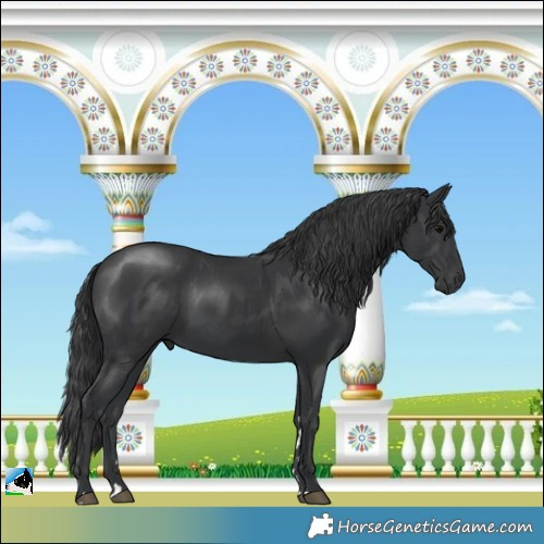 Horse Color:Black 