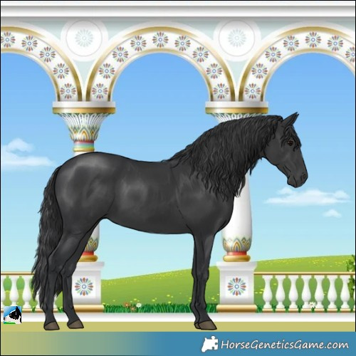 Horse Color:Black Rabicano