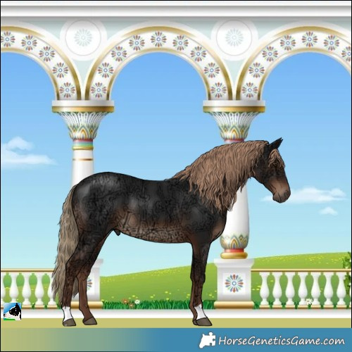Horse Color:Liver Chestnut Ice