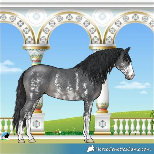 Horse Color:Black Sabino Rabicano 