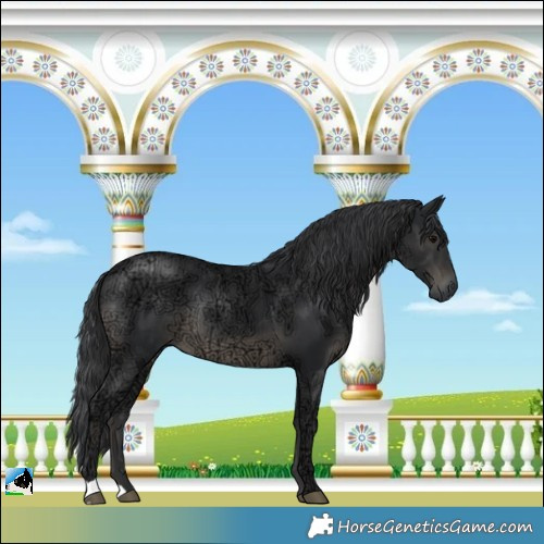 Horse Color:Black Ice Rabicano 