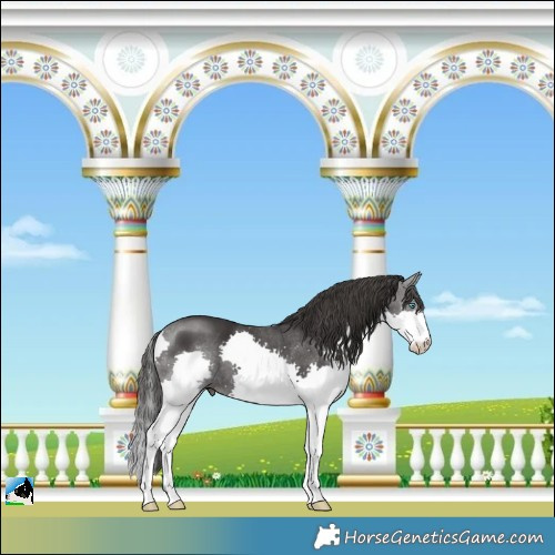 Horse Color:Smoky Black Mushroom Splash