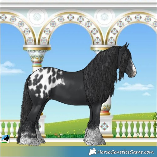 Horse Color:Black Blanket