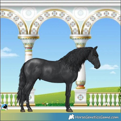 Horse Color:Black Rabicano 
