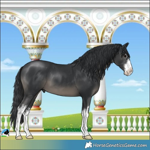 Horse Color:White Spotted Black 