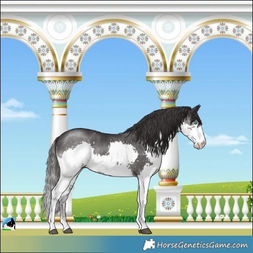Horse Color:Smoky Black Mushroom Splash