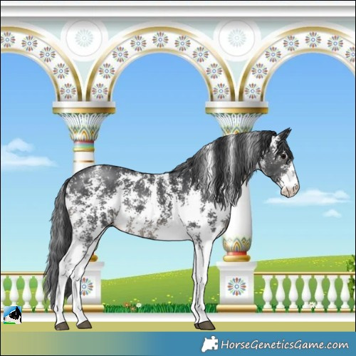 Horse Color:Black Sabino 