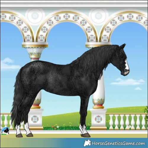 Horse Color:Black Ice Rabicano 
