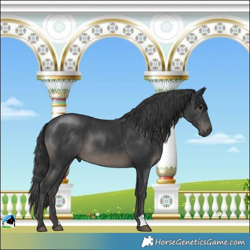 Horse Color:Black Mushroom