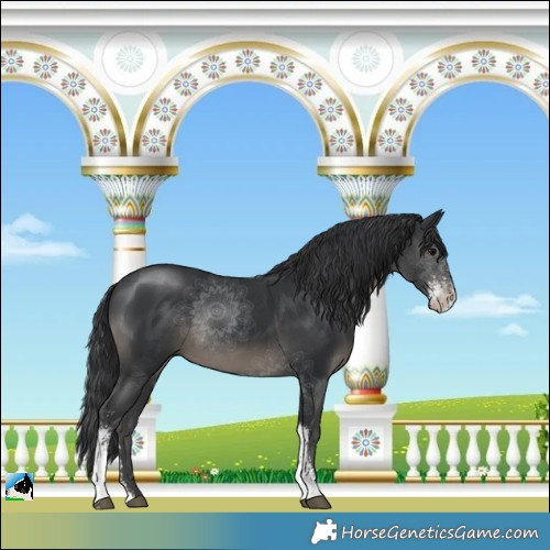 Horse Color:Black Sabino Rabicano 