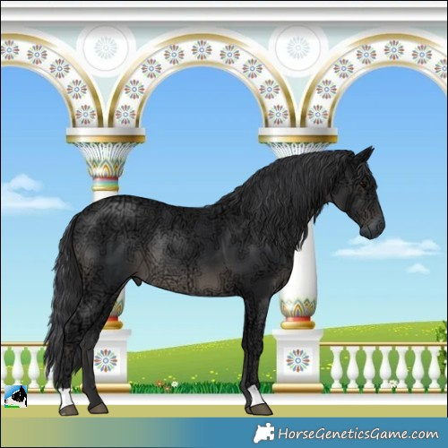 Horse Color:Black Ice Rabicano