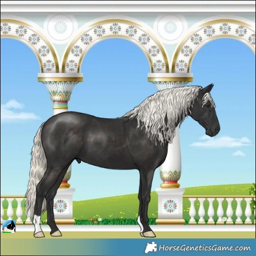 Horse Color:Liver Chestnut Mushroom 