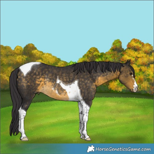 Horse Color:Buckskin Tobiano Rabicano 