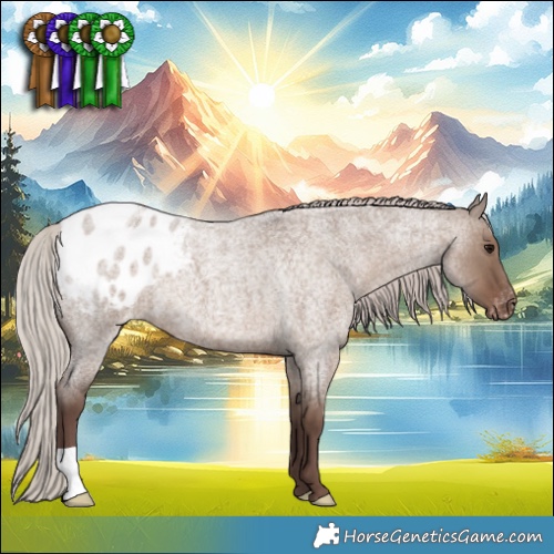 Horse Color:Silver Grullo Roan Appaloosa