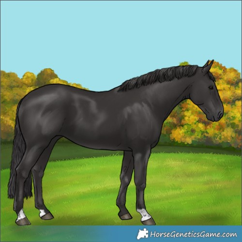 Horse Color:Smoky Black