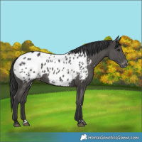 Horse Color:Black Near Leopard 