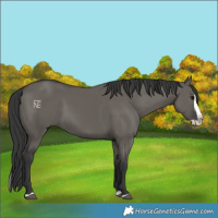 Horse Color:Grullo Splash 