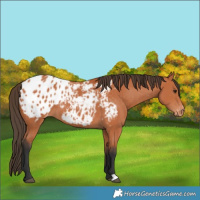 Horse Color:Bay Blanket 