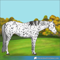 Horse Color:Black Leopard