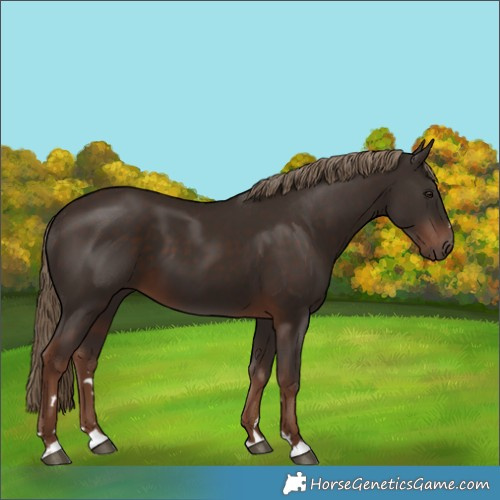 Horse Color:Liver Chestnut 