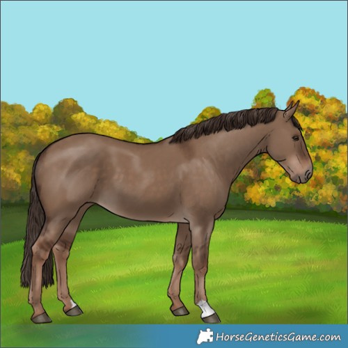 Horse Color:Liver Red Dun