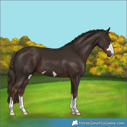 Horse Color:Liver Chestnut