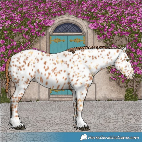 Horse Color:Palomino Appaloosa and Chestnut Appaloosa