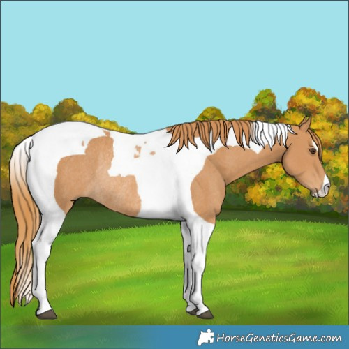 Horse Color:Chestnut Tobiano Rabicano