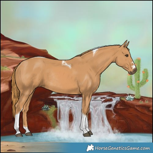 Horse Color:Chestnut Tobiano Rabicano 