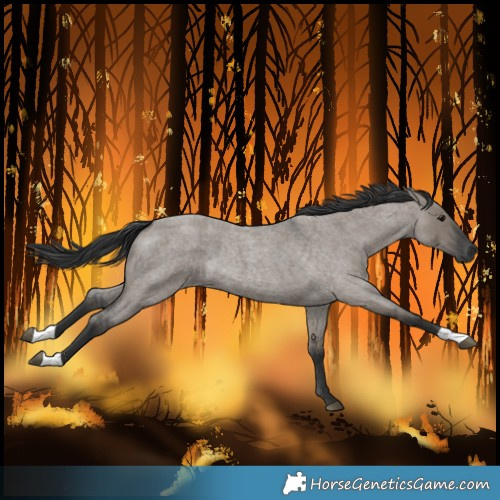 Horse Color:Grullo Roan 