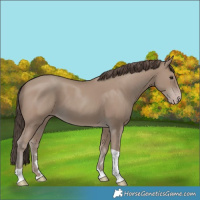 Horse Color:Classic Champagne Tobiano