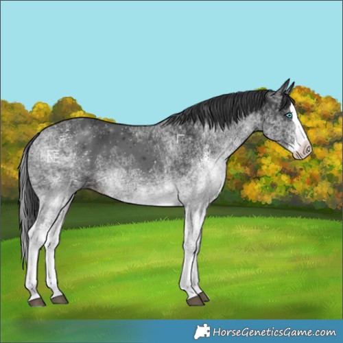 Horse Color:White Spotted Black Splash 