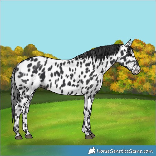 Horse Color:Black Leopard
