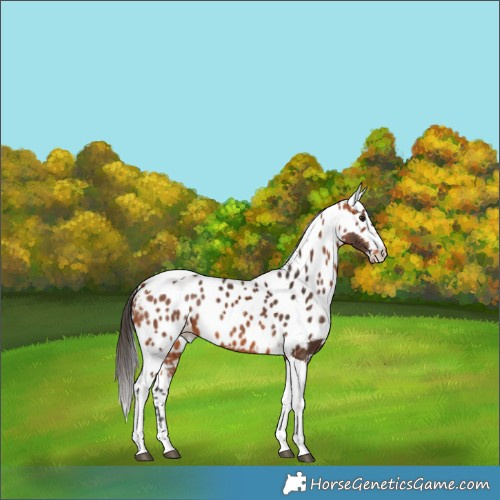 Horse Color:Bay Tobiano Skewed LP Spotted 