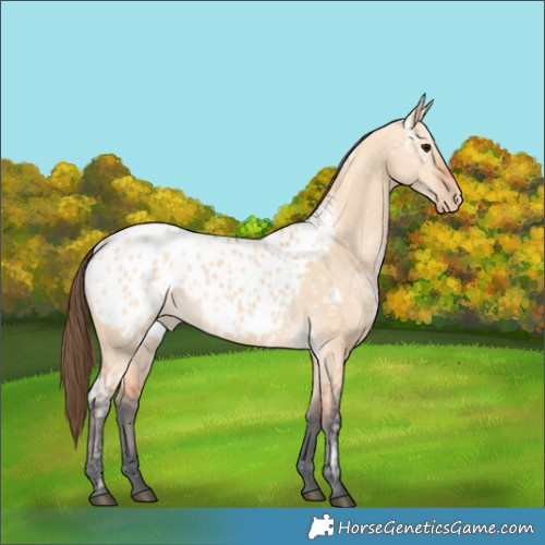 Horse Color:Bay Ice Dun Blanket 